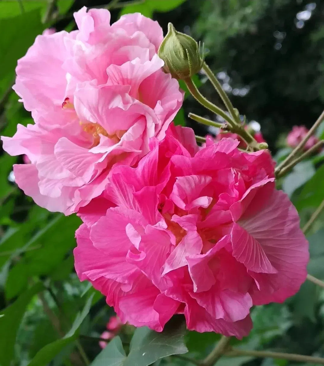 🌸Drunken Hibiscus - Changes Color Three Times a Day