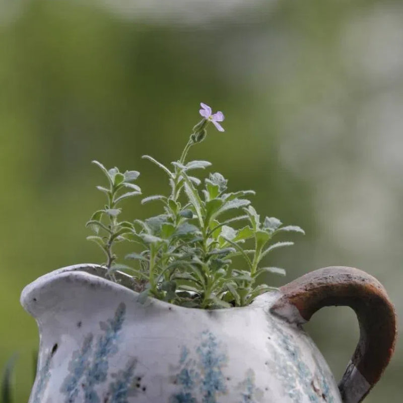 Roundabout Phlox Seeds