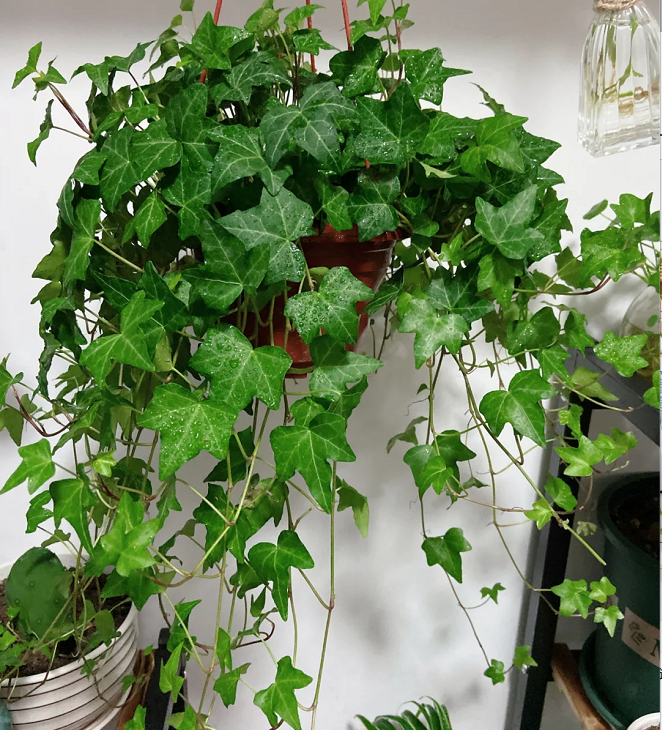 🌿Elegant Weeping Vines·Ivy-Loyalty, Friendship