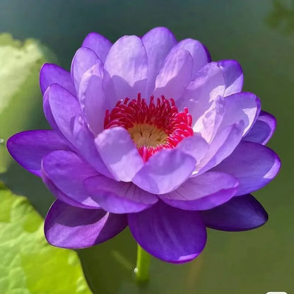 🌸LAST DAY Promotion 35% OFF🌸 Hydroponic Lotus 🌸 | Fresh, Simple & Beautiful(🌱Survival Guaranteed: Free Replacements🌿)