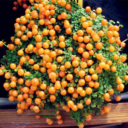 Egrow 50Pcs(100Pcs)/Bag Lamp Beads Grass Seeds Flower Seeds Garden Bonsai Plant for Home Garden Plants
