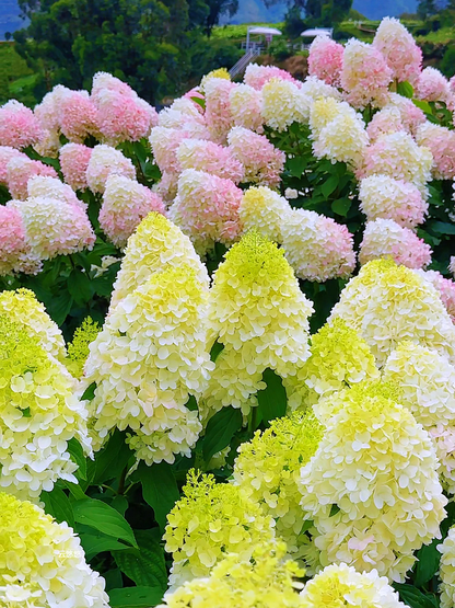Panicle Hydrangea Flowers Seeds 💞 Plants Home Garden Flower Seeds