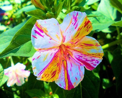 Marvel of Peru Four O' Clock Seeds | Garden Flower Broken Color Changing Transform Pink Rainbow Plant Leaf Seed 2022 Season Fast Shipping