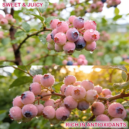 🔥 Rare Pink Blueberry (Potted plant)