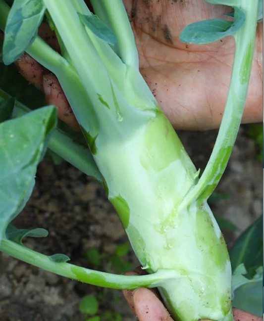 Chicken Leg Kale Seeds