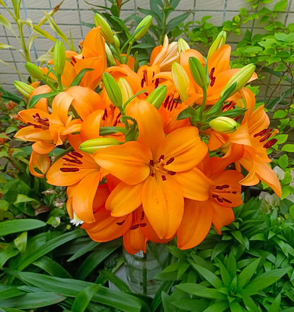 Multicolor Lily Seeds