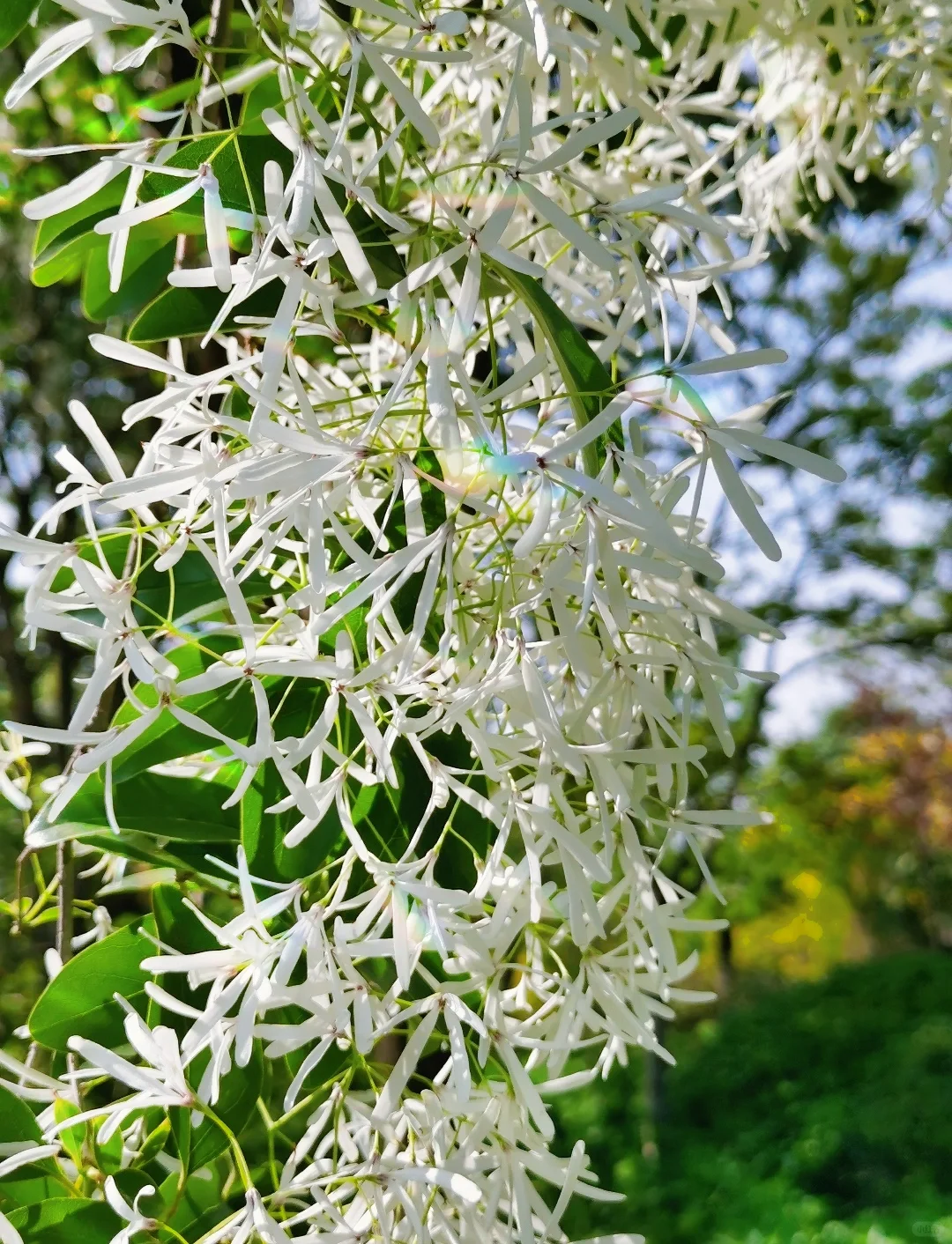 White Fringe Tree-April Snow