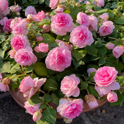 🌸Double Impatiens Seeds