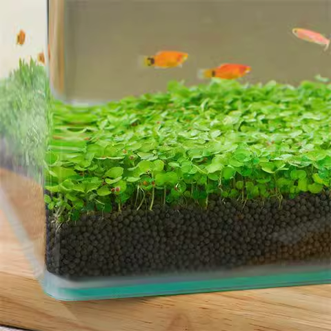 Aquatic Plant Seed Ecological Fish Tank