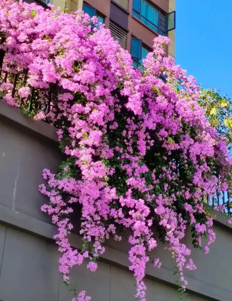 💐Bougainvillea – Easy To Grow And Beautiful