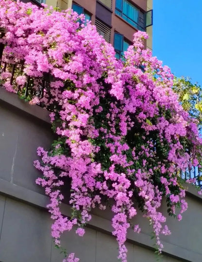 💐Bougainvillea – Easy To Grow And Beautiful