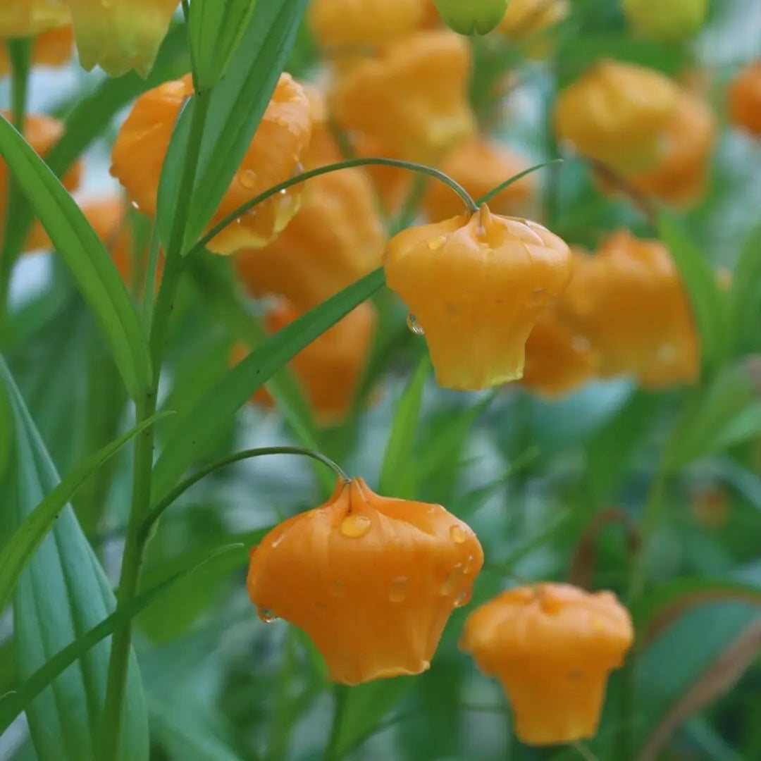Elegant Lily Seeds | Fresh Long-Lasting Flowers for Home & Gifts