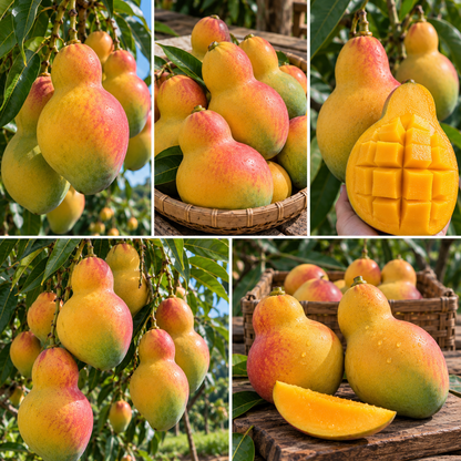 🥭 Rare Gourd Mang Bulbs – Grow Your Own Unique Mango Tree
