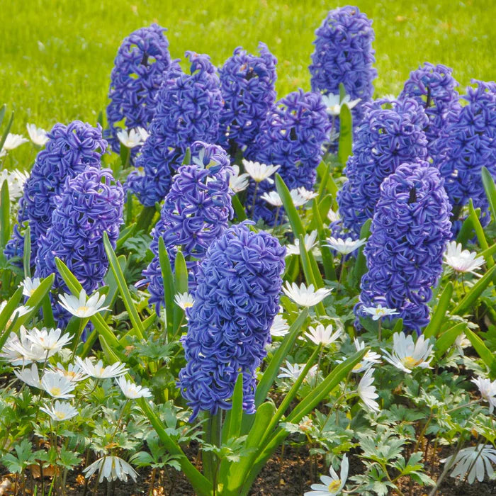 💜Hyacinth Bulbs – Fragrance You Can Grow