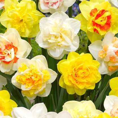 Daffodil Double Mix Landscaper Special