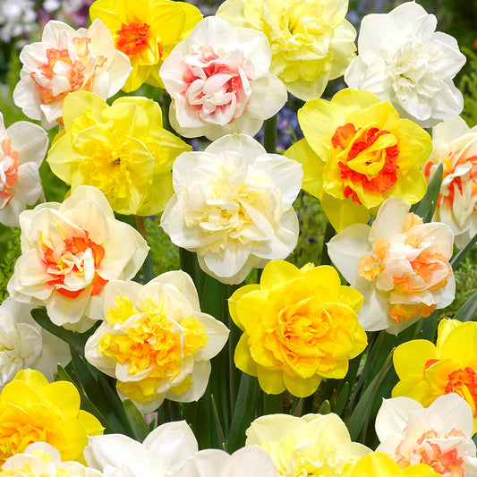 Daffodil Double Mix Landscaper Special
