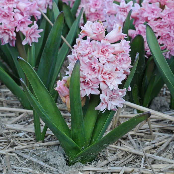 💜Hyacinth Bulbs – Fragrance You Can Grow