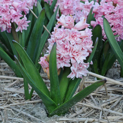 💜Hyacinth Bulbs – Fragrance You Can Grow