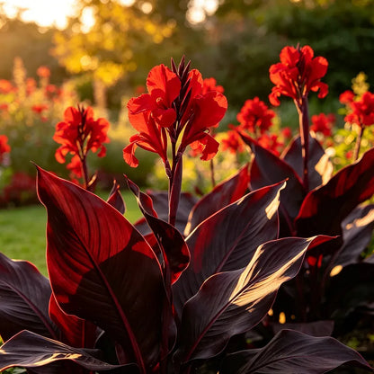 🌺Canna bulbs - Tropical Paradise