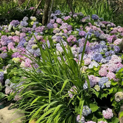 Hyadrange Seed-Perennial Flower Seeds-Easy To Plant