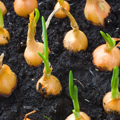 Yellow Sweet Spanish Utah Onion
