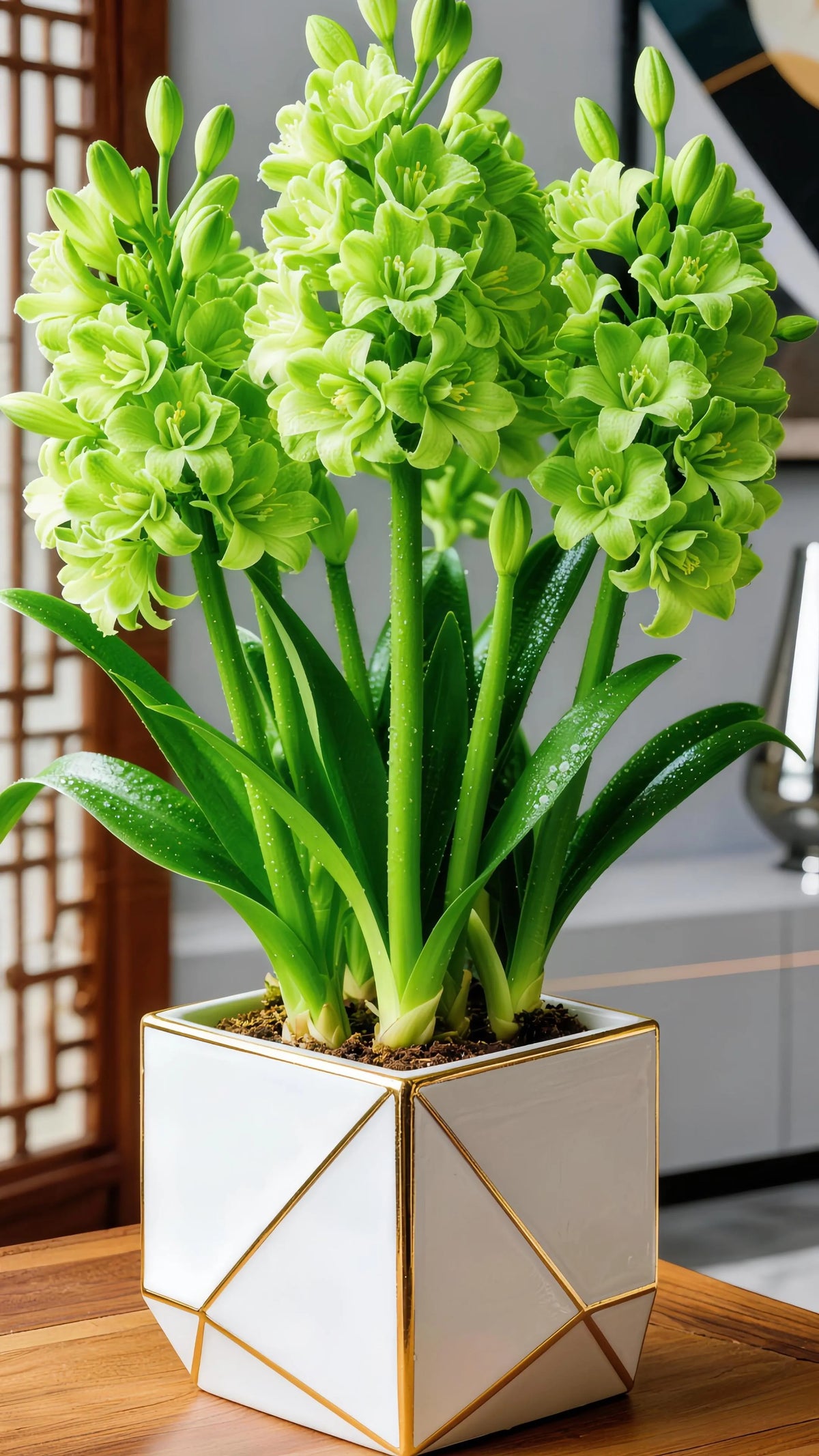 🌼 Double Tuberose Bulbs – Living Perfume for Your Garden