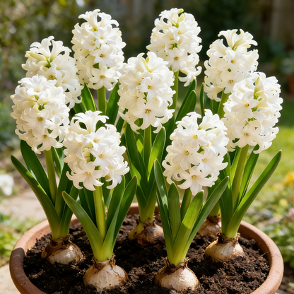 💐Bi-Color Mutation Hyacinth Bulbs