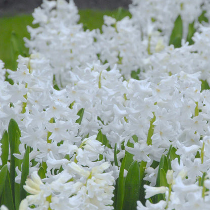 💜Hyacinth Bulbs – Fragrance You Can Grow