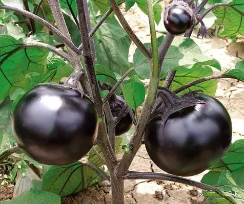 Black And Purple Eggplant Seeds