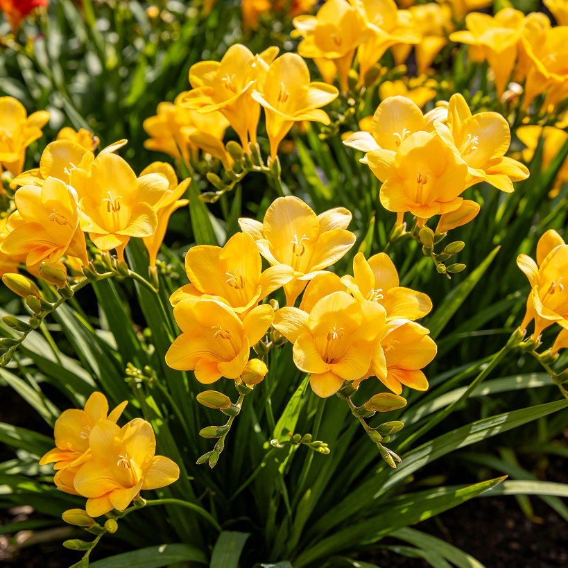 💐Perfume Freesia Bulbs