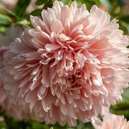 King Size Apricot