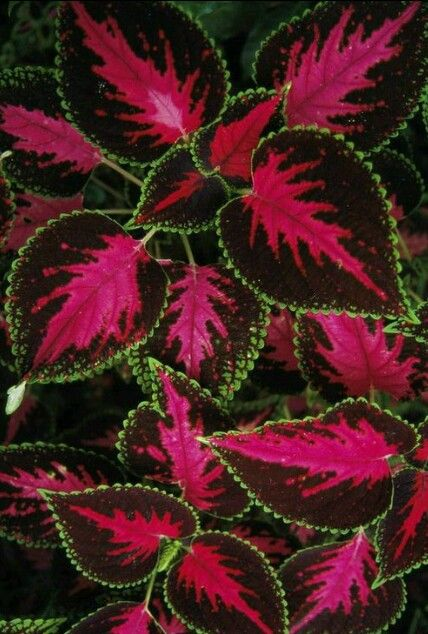 🌿Frost-Resistant Rare Color Coleus – Brighten Your Space with Unique Foliage 🌿