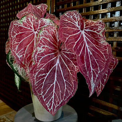 Caladium Peppermint