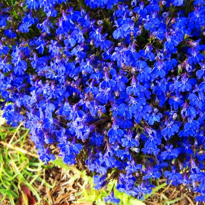 ✨Creeping Thyme Seeds for Four Seasons🏡Create Your Perfect Lawn Here🌼