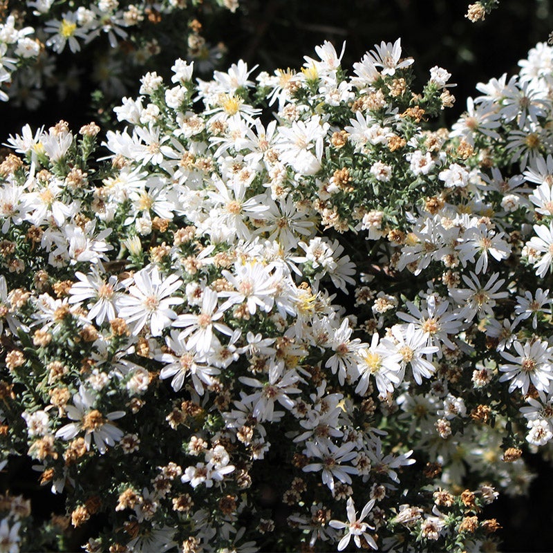 🌼 Superstar Aster Collection: Late Summer to Fall Beauty