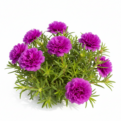 Your Happy Place Starts with Double-flowered moss rose🌈