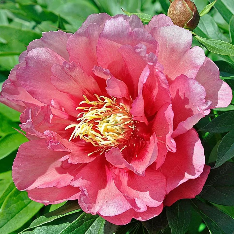 🌸 Peony Bulbs – Elegance in Every Bloom 🌸