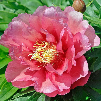 🌸 Peony Bulbs – Elegance in Every Bloom 🌸