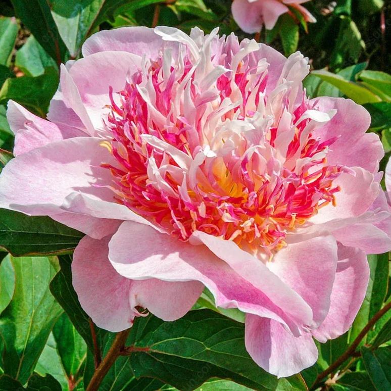 🌸 Peony Bulbs – Elegance in Every Bloom 🌸