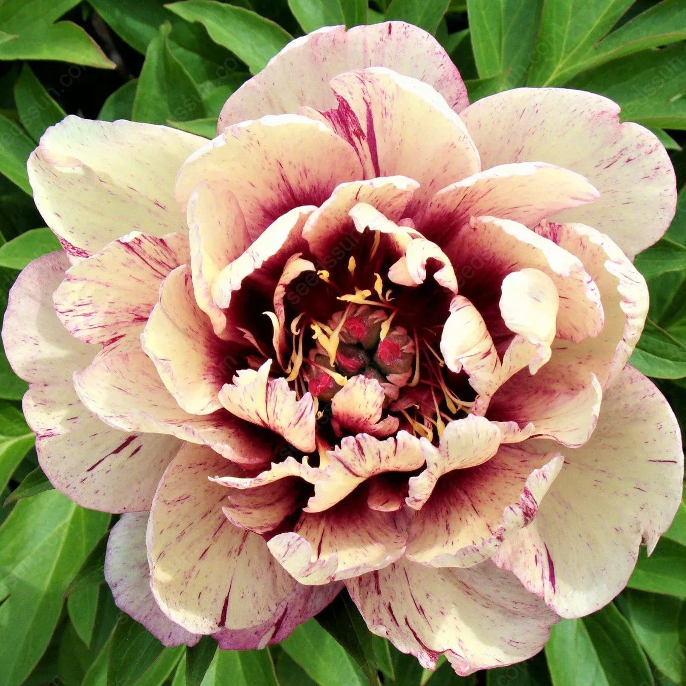 🌸 Peony Bulbs – Elegance in Every Bloom 🌸