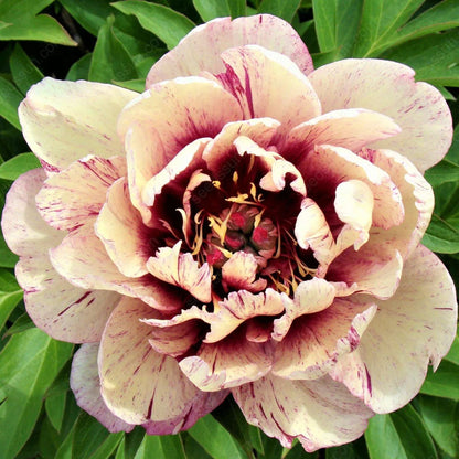 🌸 Peony Bulbs – Elegance in Every Bloom 🌸
