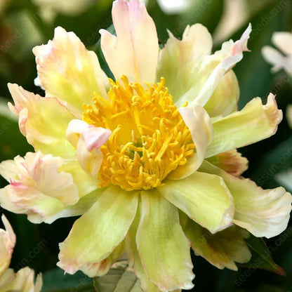 🌸 Peony Bulbs – Elegance in Every Bloom 🌸