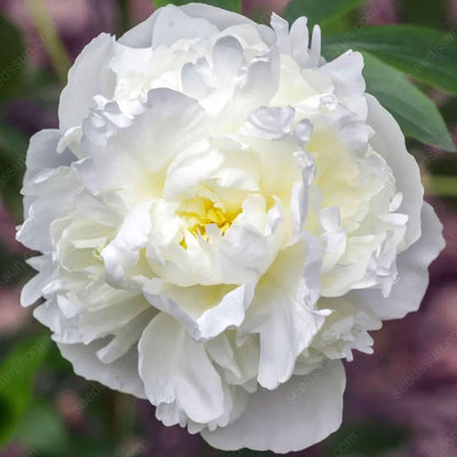 🌸 Peony Bulbs – Elegance in Every Bloom 🌸
