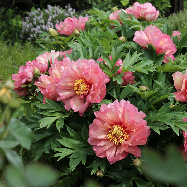 🌸 Peony Bulbs – Elegance in Every Bloom 🌸
