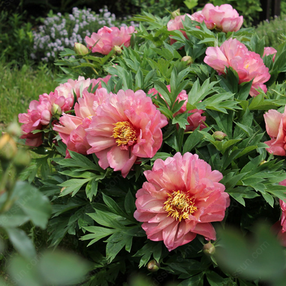 🌸 Peony Bulbs – Elegance in Every Bloom 🌸
