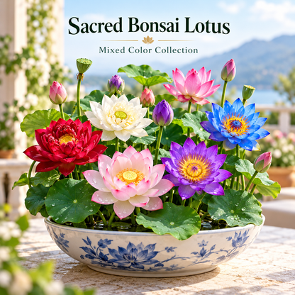 🪷Water lily - The Sacred Bonsai Lotus Flower