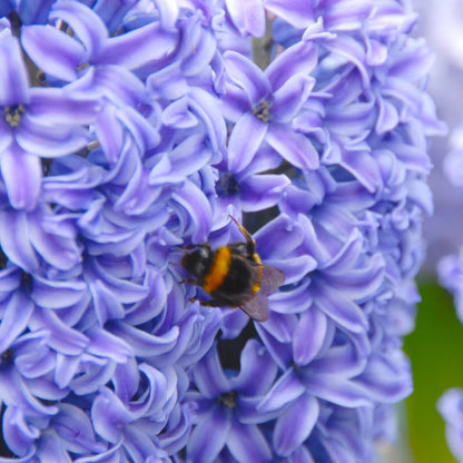 💜Hyacinth Bulbs – Fragrance You Can Grow