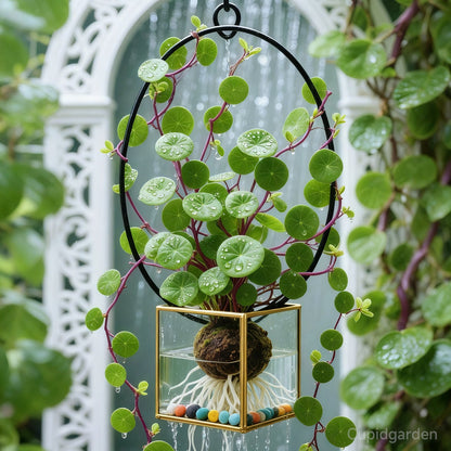 🎈🪴Red rattan Stephania Erecta Bulbs: The strongest houseplant for lazy people🌿