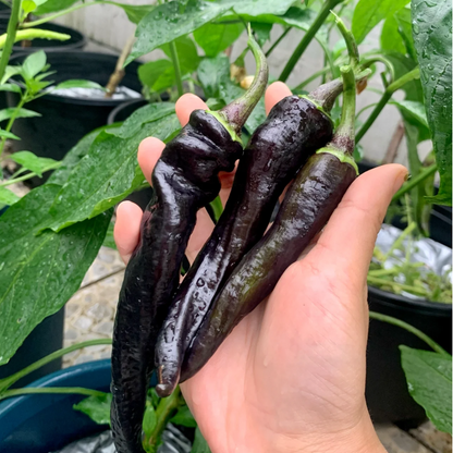 Purple-black Pepper Seeds
