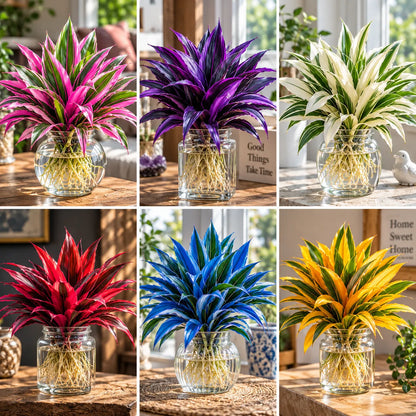 🌿 Rare Colorful Water Plant Bulbs – No Soil Needed, Easy to Grow